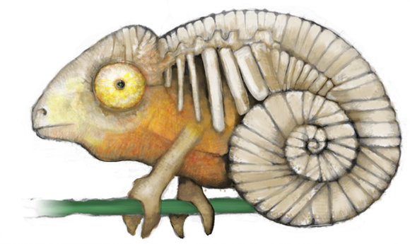 camaleon